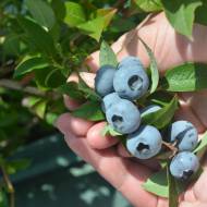 Саженец  Голубика Элизабет в контейнере